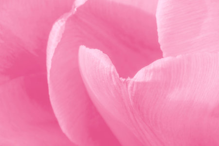 close up of petals of pink tulip flowerの写真素材