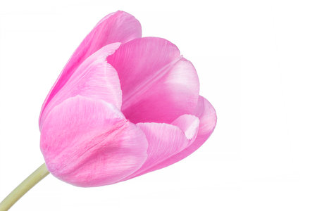 beautiful pink tulip flower isolated on white backgroundの写真素材