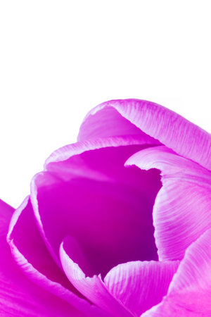 close up of purple tulip flower against white backgroundの写真素材