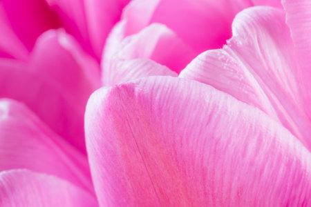 close up of pink tulip flower in bouquetの写真素材