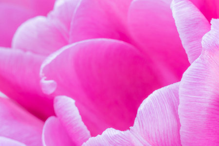 close up of petals of pink tulip flower in bouquetの写真素材