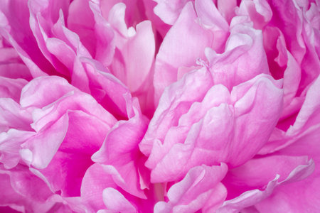 close up of petals of pink curly peony flowerの写真素材