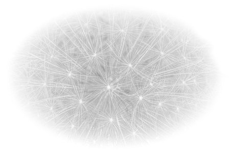 abstract black and white floral backdrop: close up of dandelion flower with white rounded frameの写真素材