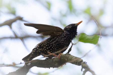 close up of singing starling sitting on branch of tree at springの写真素材