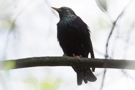 close up of starling sitting on branch of tree at springの写真素材
