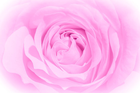 close up of pink rose flower against white backgroundの写真素材