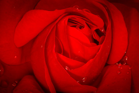 close up photo of beautiful red rose flower covered with drops of waterの写真素材