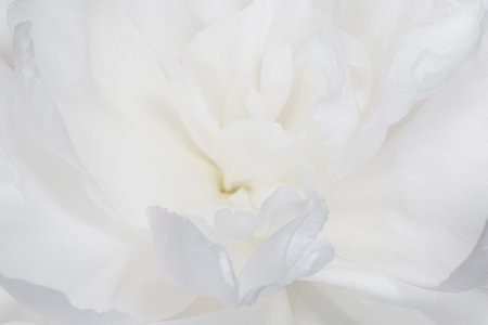close up of beautiful tender white curly peony flowerの写真素材