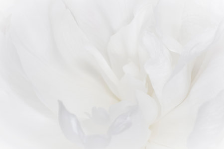 close up of petals of white curly peony flowerの写真素材