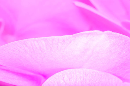 abstract natural background: close up of petals of pink orchid flowerの写真素材