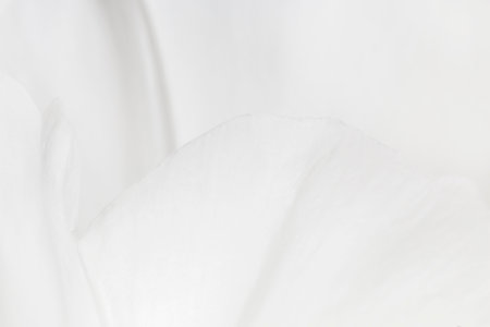 abstract natural background: close up of petals of white peony flowerの写真素材