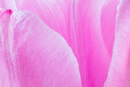 abstract natural background: close up of petals of pink tulip flowerの写真素材