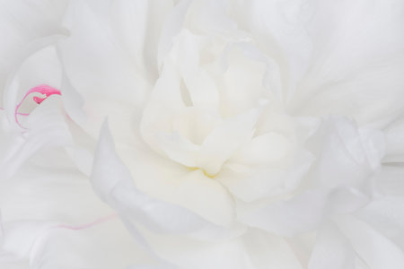 close up of beautiful fresh white peony flowerの写真素材