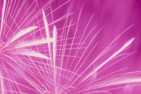 abstract holiday backdrop: several bright fireworks against purple night skyの写真素材
