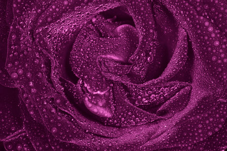 abstract natural backdrop: close up of dark purple rose covered with water dropsの写真素材