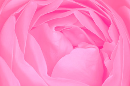 abstract romantic backdrop: close up of beautiful pink rose flowerの写真素材