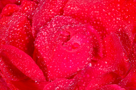 close up of red rose flower covered with water dropsの写真素材