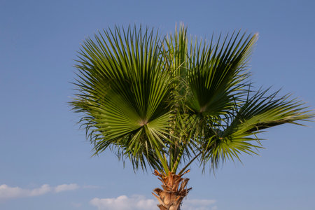 view on European Fan Palm against blue skyの写真素材