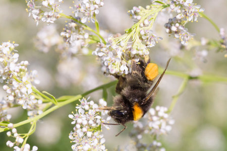 close up of bumblebee gathering pollen on white blossoming plant