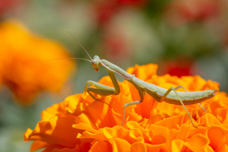 close up of green praying mantis sitting on marigold flower in garden