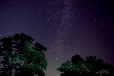 view on Milky Way galaxy in starry night sky above trees at summer