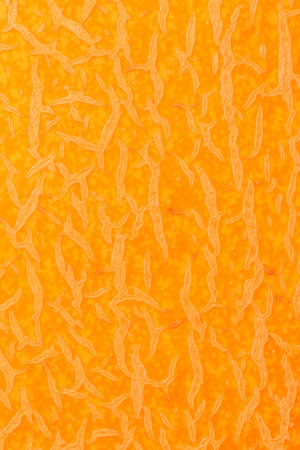 abstract orange color natural backdrop: close up of ripe melon skin texture