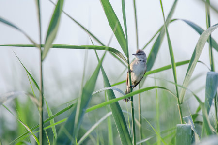 close up of great reed warbler sitting on green stem of reed at riversideの写真素材