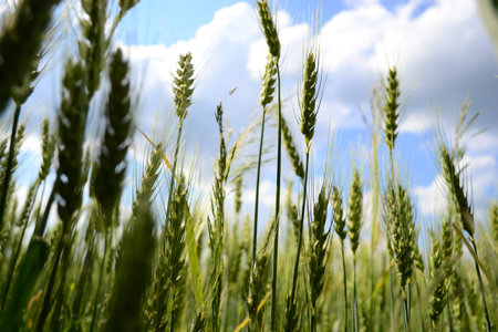 wheat field and blue sky on a sunny day