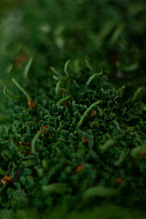 green moss in autumn forestの写真素材