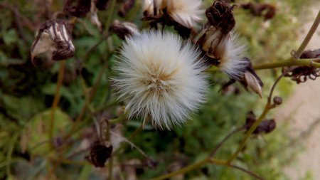 Pictured flower plantsの写真素材