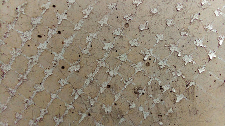 Pictured on a white concrete wall background