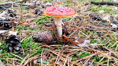 Mushroom in the forrestの写真素材