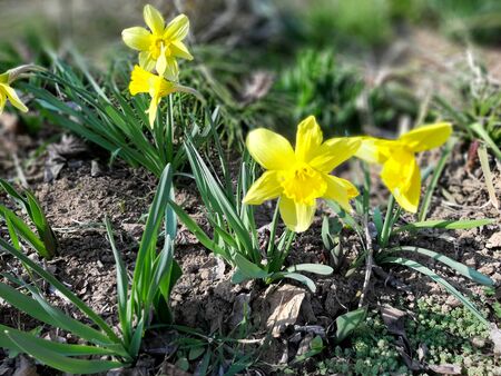 First daffodils in spring gardenの写真素材