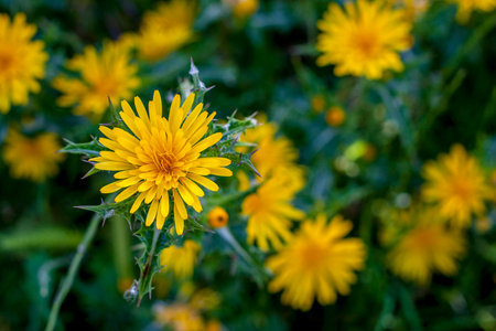 The beautiful yellow spring flowers in the green grass background