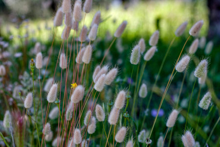 The fluffy spica in the morning grass