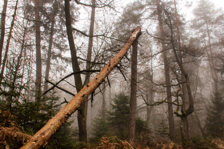 forestの写真素材