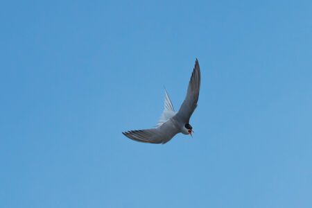 The seagull in the sky over Baltic sea, summer, June 2016の写真素材