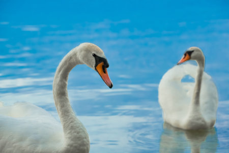 Two swans float in the blue lake in the wild nature