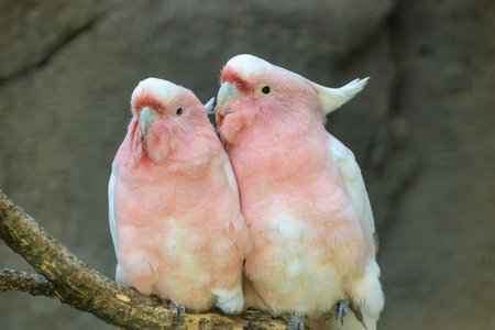 Two lovers parrot white and pink colors sitting on a branch and cooing