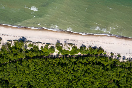 Top-down view of the sea beach. You can see the coastal forest, breakwaters and waves running onto...