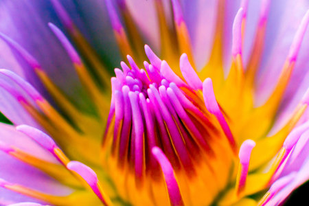 Abstract colored background close up. Macro flowers and petals