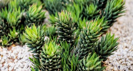 Collection beautiful prickly cacti in the greenhouseの写真素材