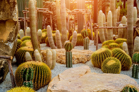 Collection beautiful prickly cacti in the greenhouse. Background