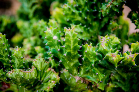 Beautiful macro shots of prickly cactus. Background and textures. Under microscope