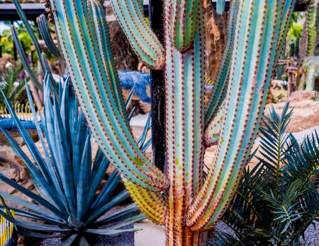 Collection beautiful prickly cacti in the greenhouse. Backgroundの写真素材