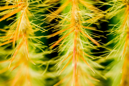 Beautiful macro shots of prickly cactus. Background and textures. Under microscope