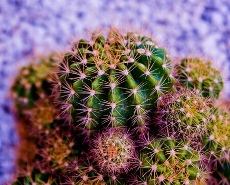 Beautiful macro shots of prickly cactus. Background and texturesの写真素材