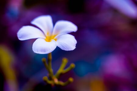 Abstract colored background close up. Macro. flowers and petalsの写真素材