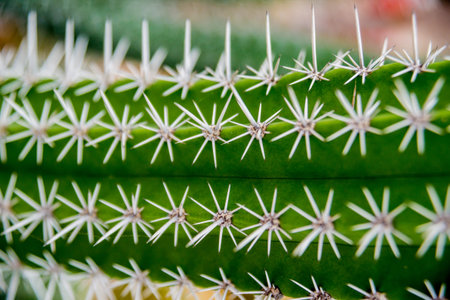 Beautiful macro shots of prickly cactus. Background and textures. Under microscope