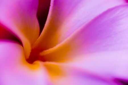 Abstract colored background close up. Macro flowers and petalsの写真素材